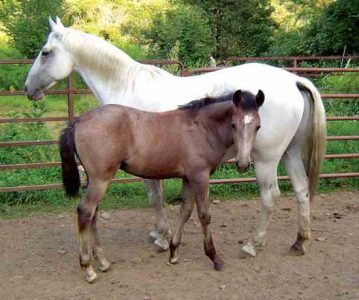 History of the Great American Horse Breeds Image